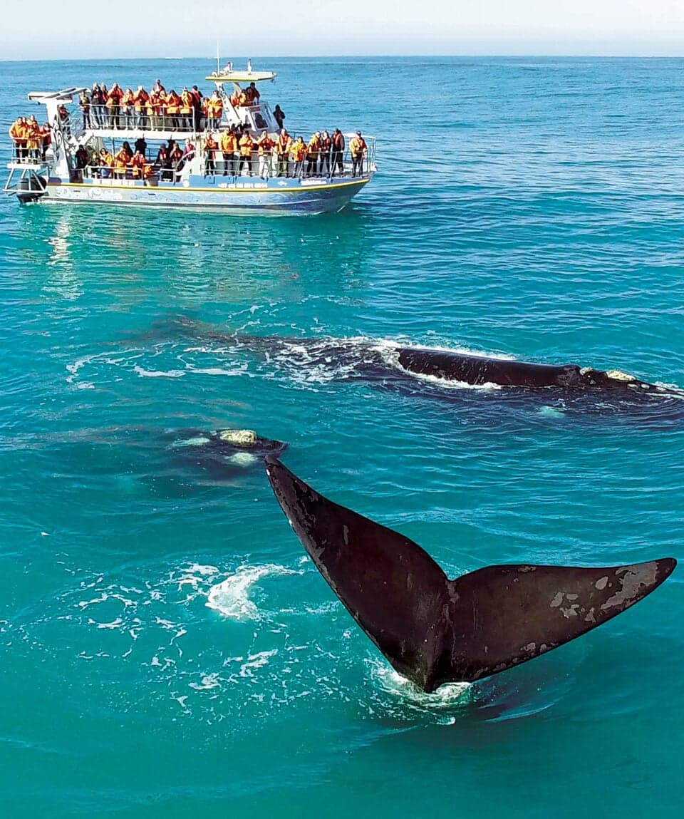 Whale Watching Hermanus